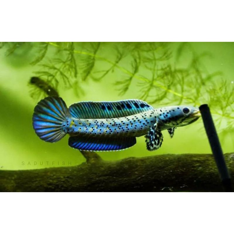 Orna Yellow Lips Red Fin grade A+