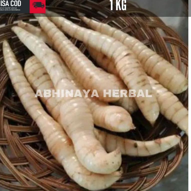 

Doble date TnT 1kg Umbi Garut segar / umbi garut fresh Trend@bagus