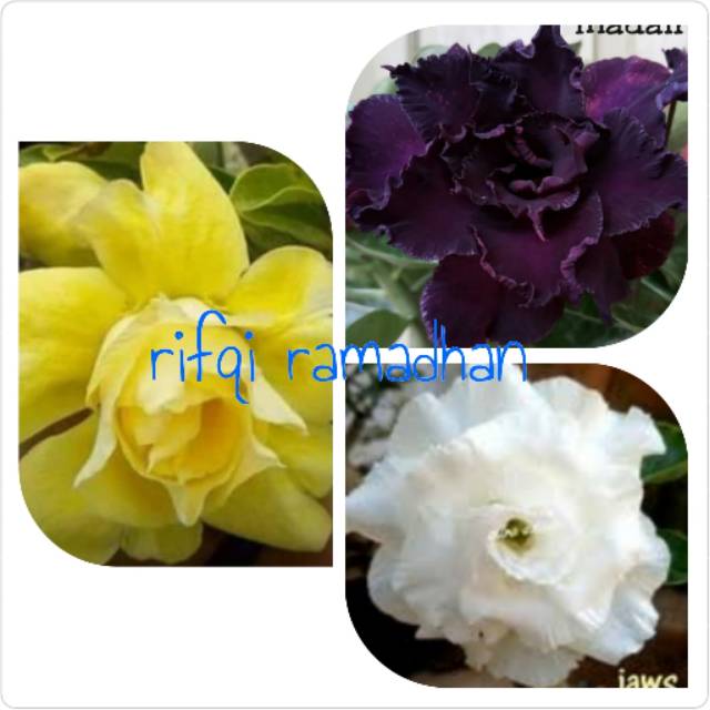 Paket 3 jenis warna bibit bunga kamboja