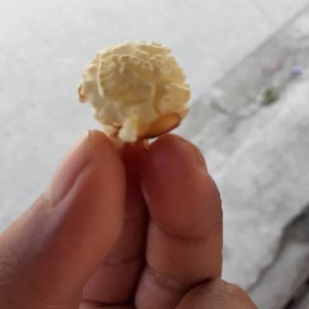 

Import Original% JAGUNG POPCORN MUSHROOM JUMBO 1KG o17➝