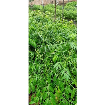 bibit kedondong bangkok berbuah