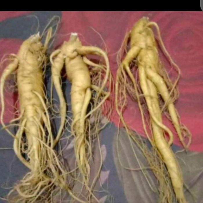 

asli gingseng korea .gingseng merah korea segar besar (BERKUALITAS)