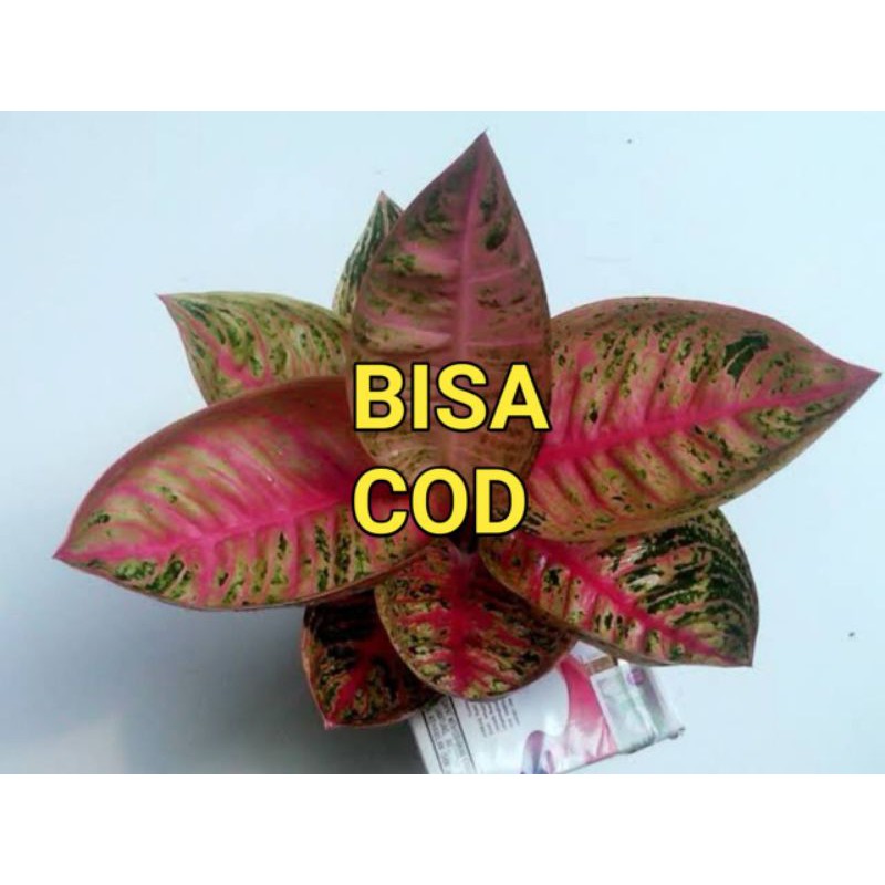 bonggol aglonema legacy mangkok