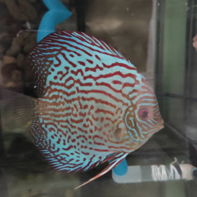 rtriwid