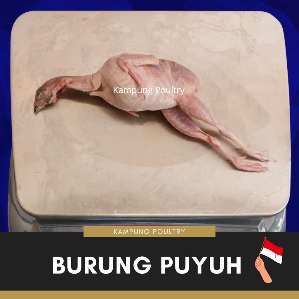 

BURUNG PUYUH MALOND 160 - 189 GR