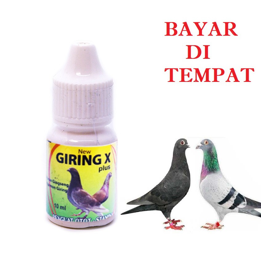 VITAMIN BURUNG MERPATI GIRING X OBAT BURUNG DARA GIRING PENGUAT OTOT