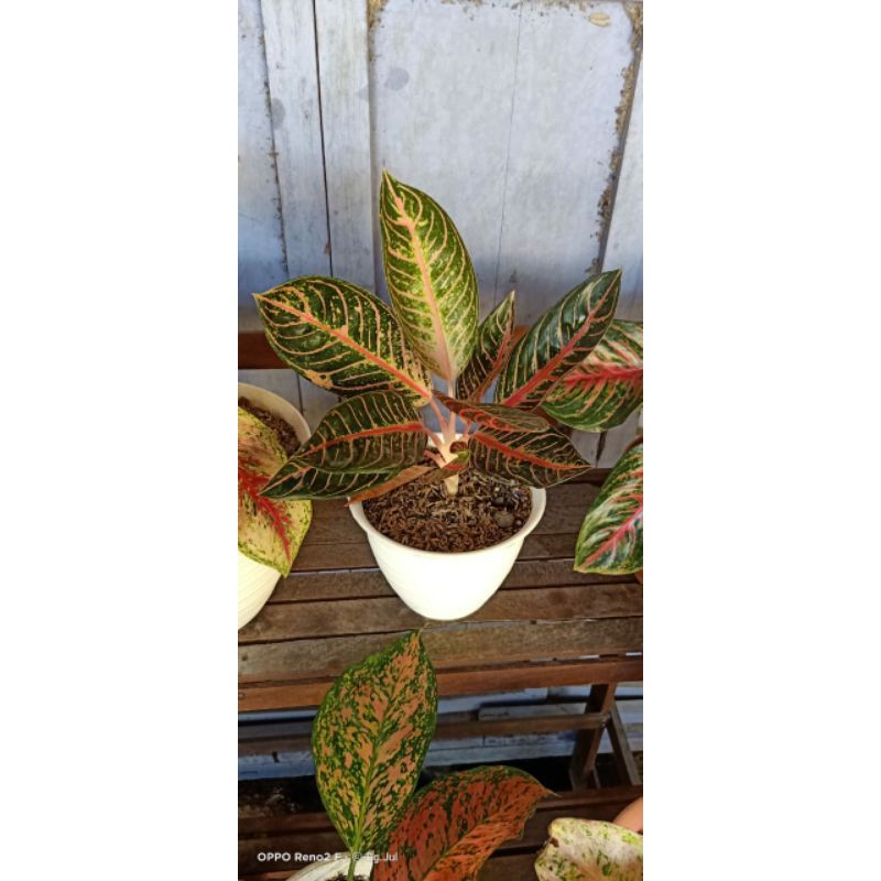 aglonema pride of sumatra