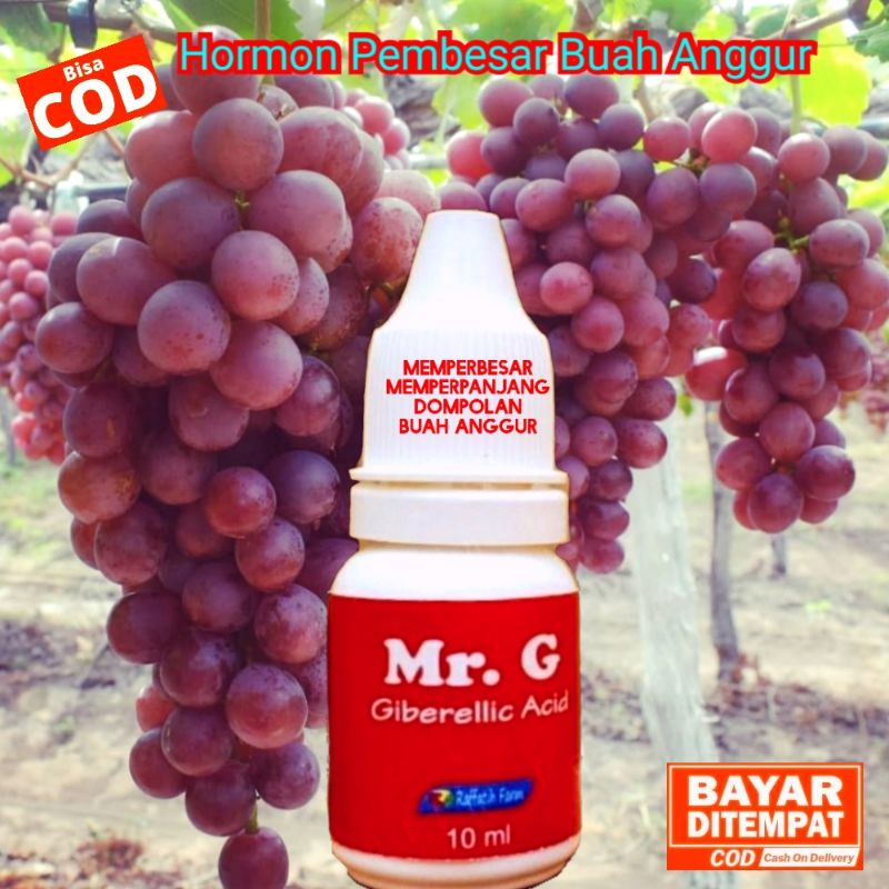 MR.G, HORMON GA3 UNTUK TANAMAN ANGGUR, PEMBESAR BUAH ANGGUR, GIBERELIN