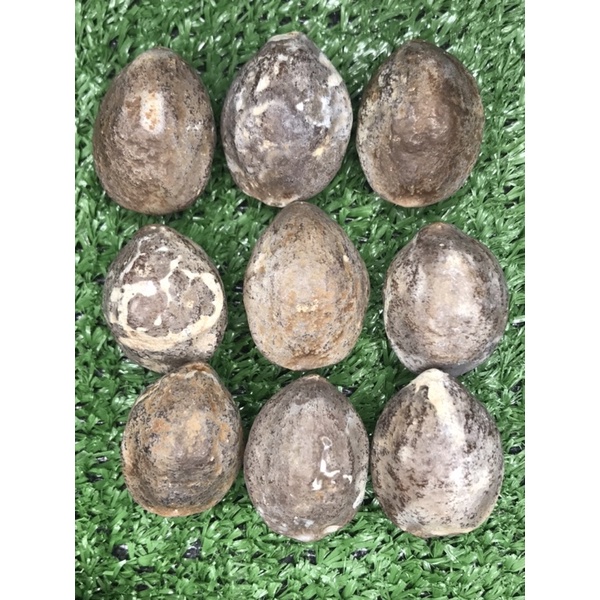 Muncang adu nyonyo salak kecil kecil jenis nyonyo