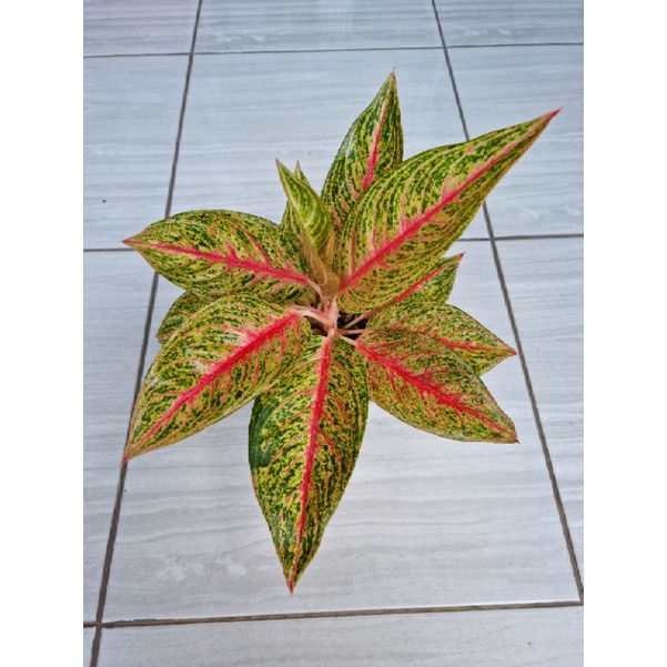 Aglonema Red Legacy