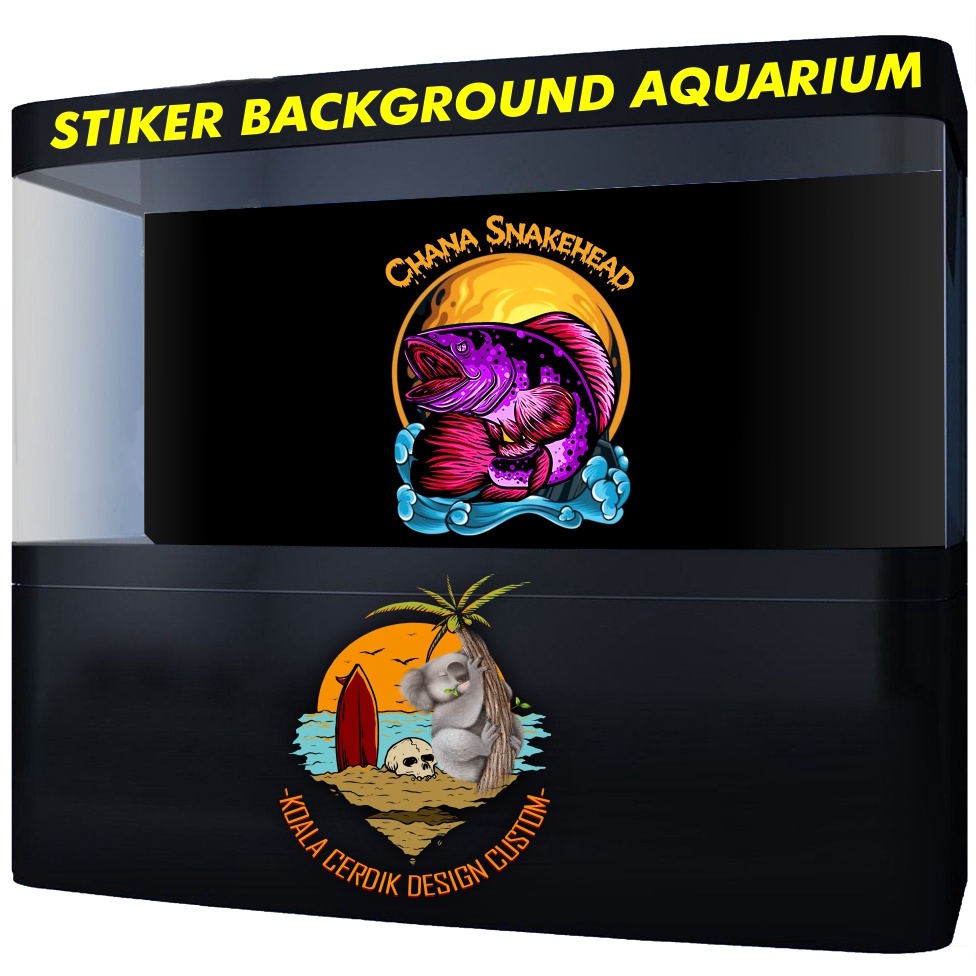 Stiker Background Aquarium Chana Snakehead Fish