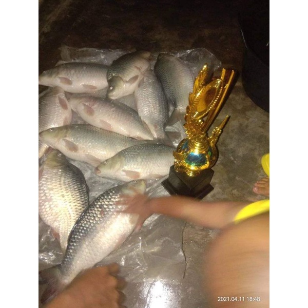 ESSEN SP aroma PANDAN USAR umpan ikan mas tombro