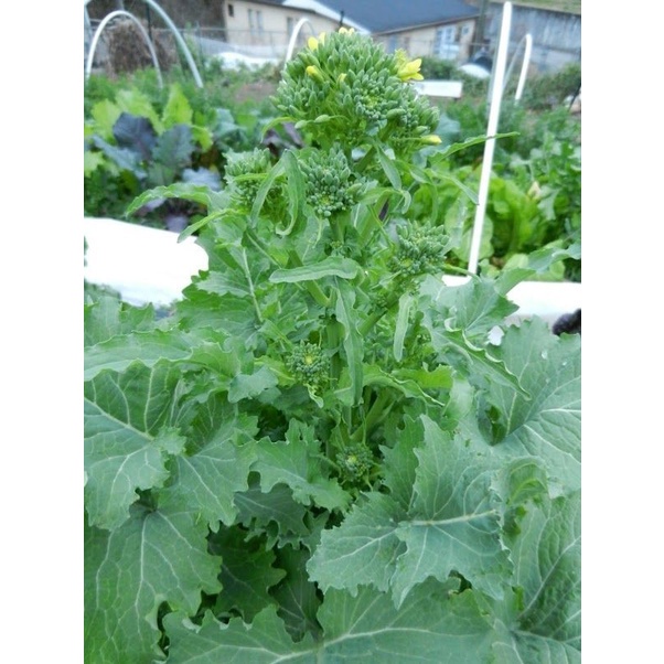 Bibit-Biji Brokoli Hijau Raab Spring Rapini (Haira Seed)