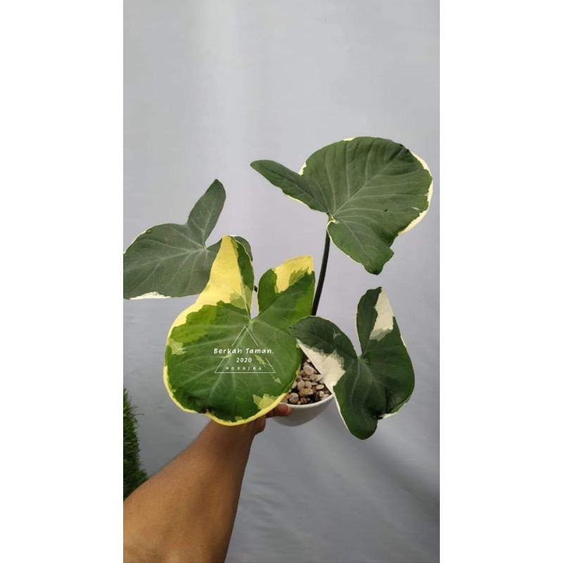 Tanaman Hias Keladi Kantong Semar/Bibit Pohon kantong Semar. Pohon kantong Semar Varigata
