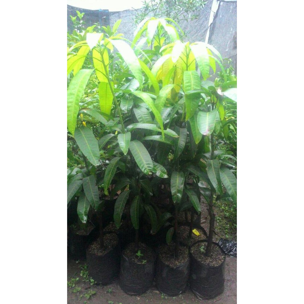Bibit Mangga Mahatir Unggul | Budidaya Tanaman Buah Mangga Mahatir Xeon
