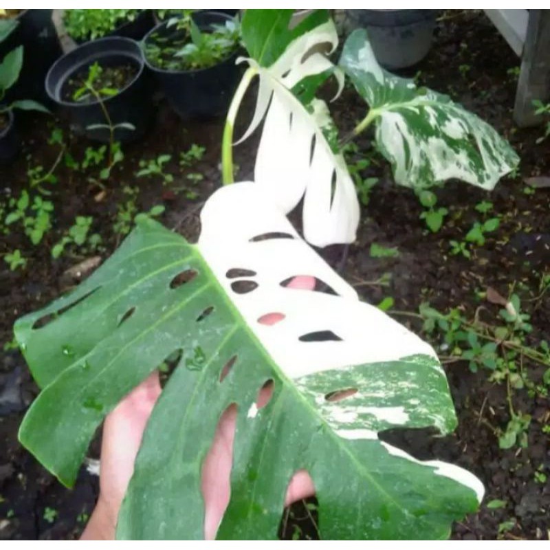 PROMO!!! Monstera deliciosa variegata - Bonggol Monstera deliciosa varigata
