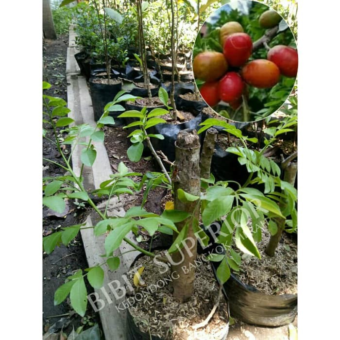 bibit buah kedondong bangkok merah