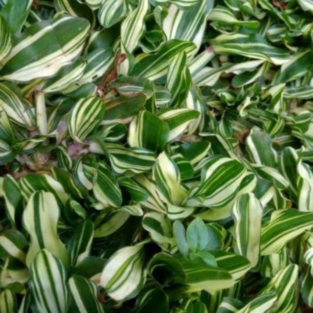 Rumput Gajah mini Variegata / Gajah mini daun putih