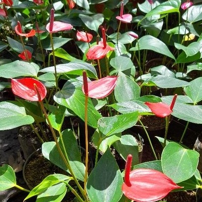 Tanaman Anthurium Mini Merah ( Mini red anthurium)