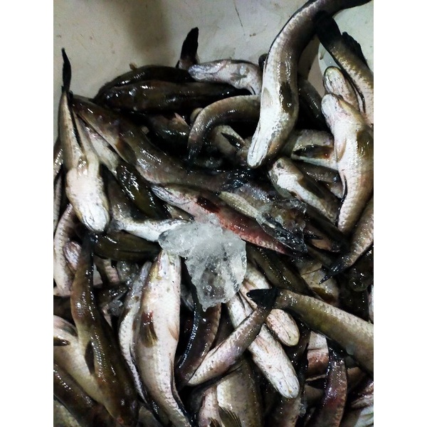 

ikan gabus