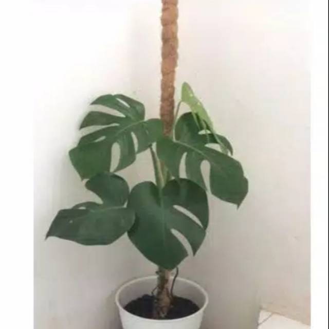 Turus 1 meter penyangga tanaman agar semakin indah