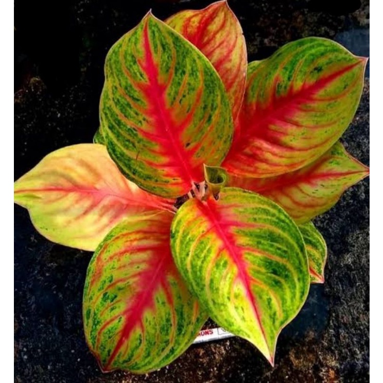 

Aglonema Tanaman Hias Boxing, Tanaman Hias Boxing