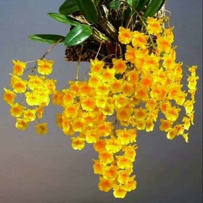 Anggrek Dendrobium Agregatum spesies