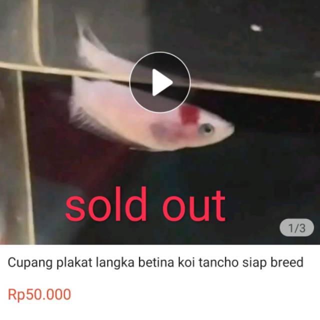 Cupang plakat langka betina koi tancho siap breed