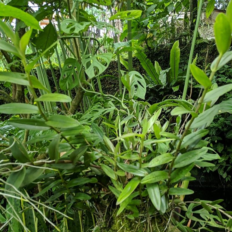 DIARY PETANI - Anggrek Epidendrum Anggrek Salib Warna Orange Ungu Merah