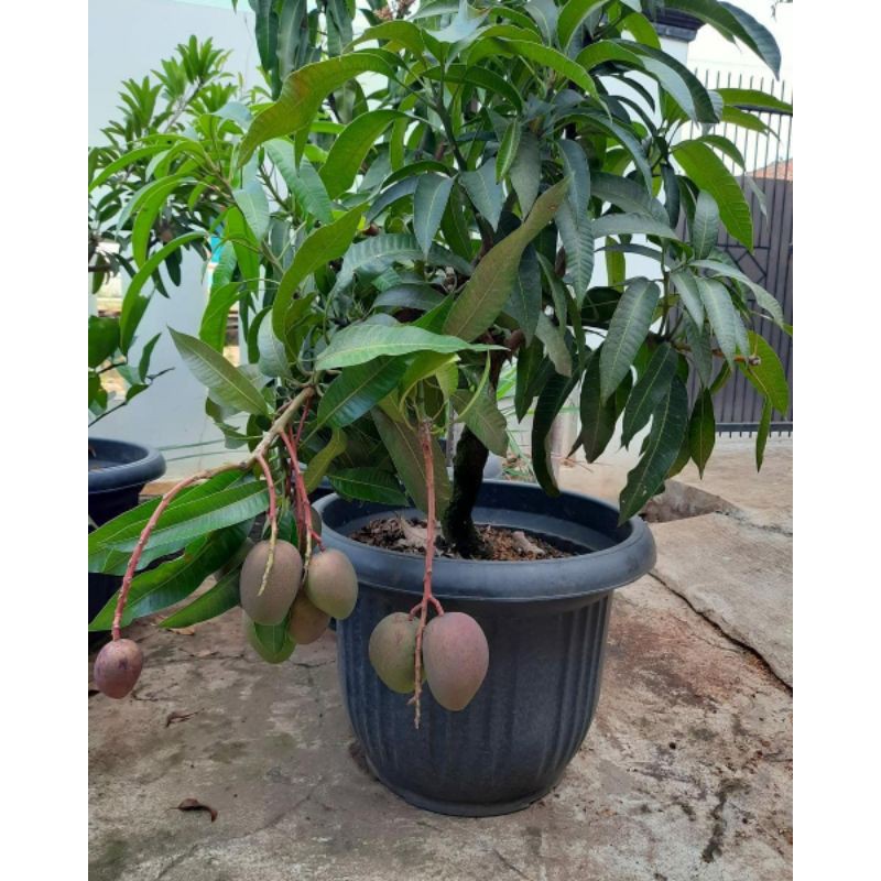 Bibit mangga garifta merah