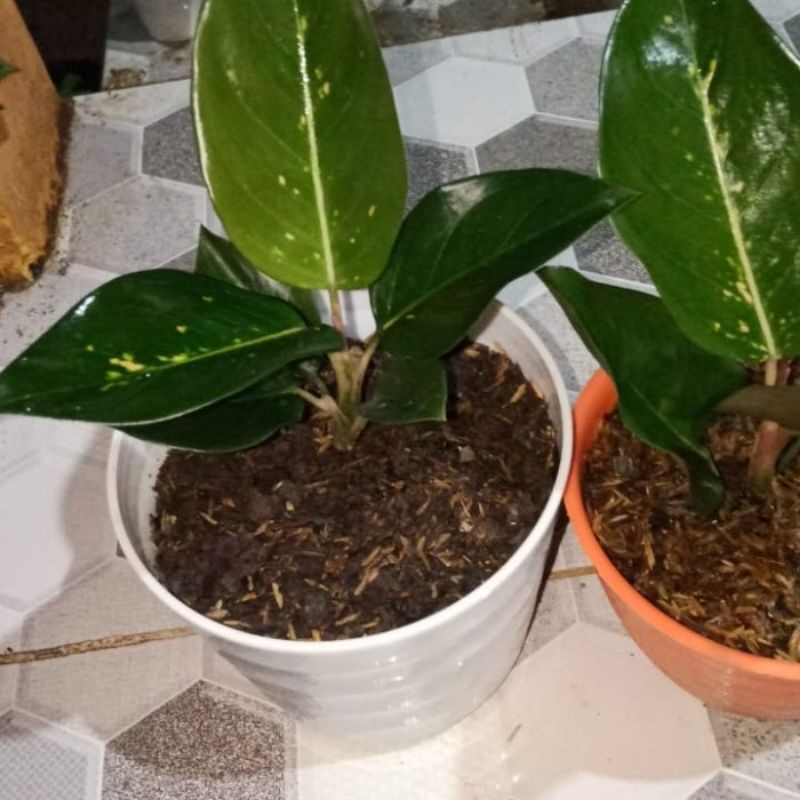 Aglonema kocin escada anakan