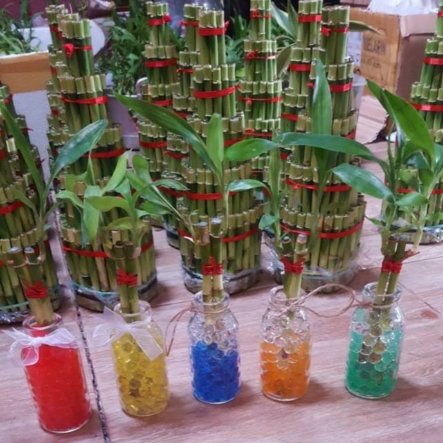 Promo Bambu Hoki Lucky Bamboo Hidrogel Tanaman Hias Indoor Souvenir Canti Shopee Indonesia