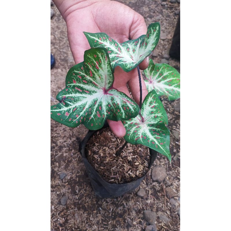 TANAMAN HIAS keladi Gingerland