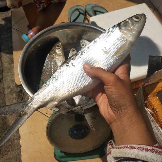 

Ikan bandeng tambak air asin