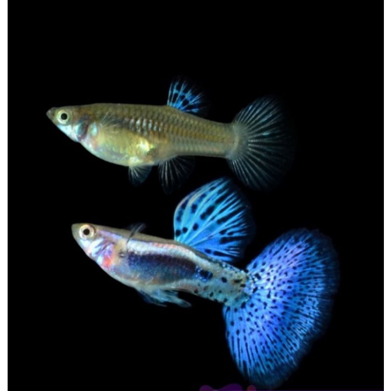 ikan hias guppy blue grass