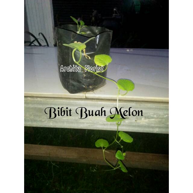 Bibit Buah Melon