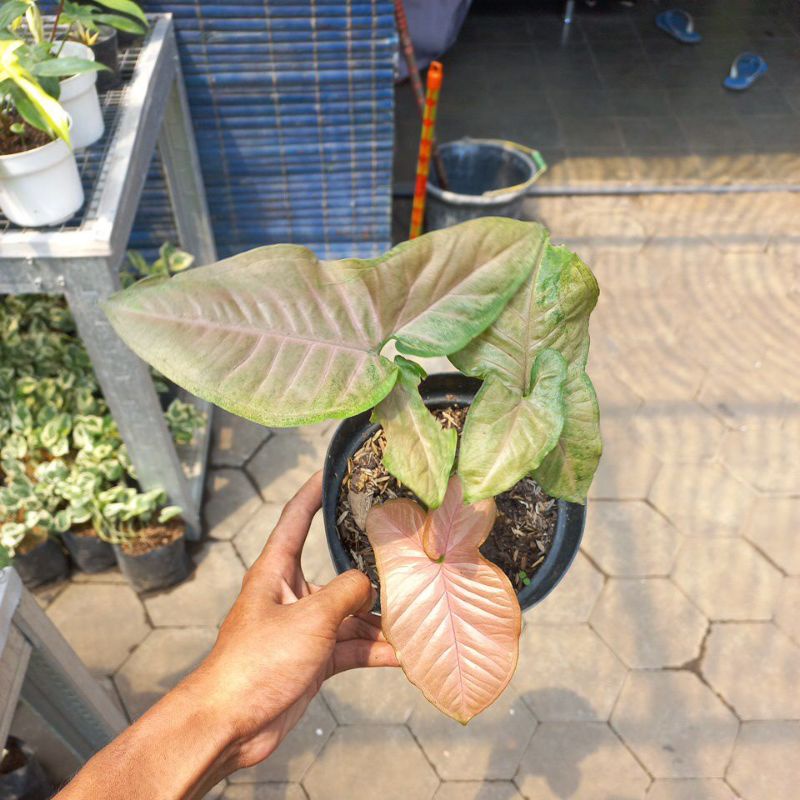 Syngonium pink flacked