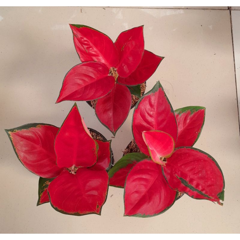 Suksom jaipong culture stang pendek