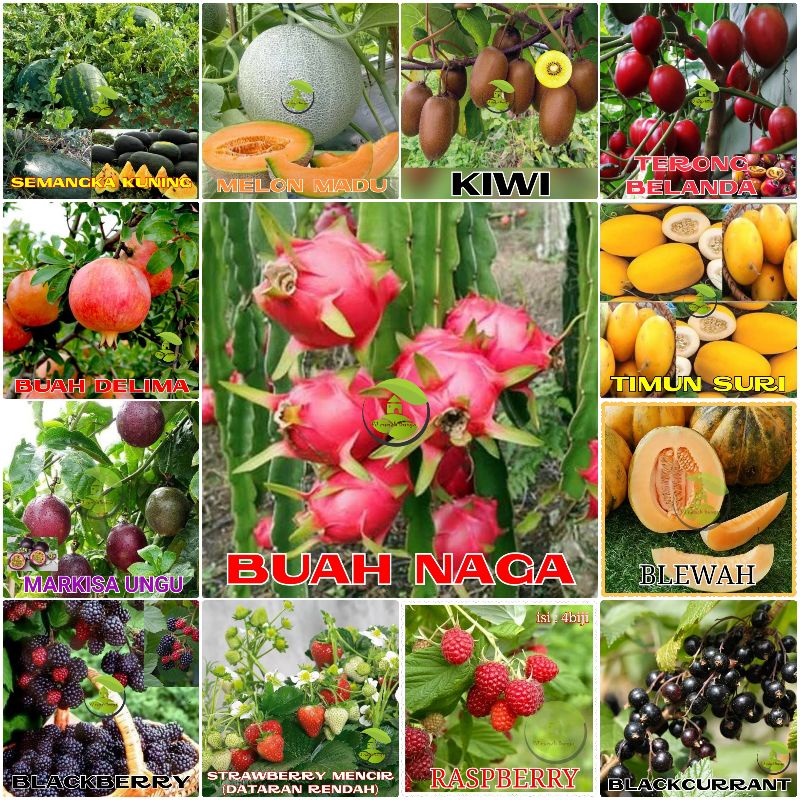 Benih Buah Buahan Unggul Mudah Tumbuh