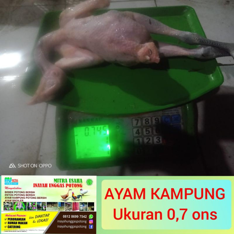 

AYAM KAMPUNG POTONG BERSIH,(ukuran 7 ons)