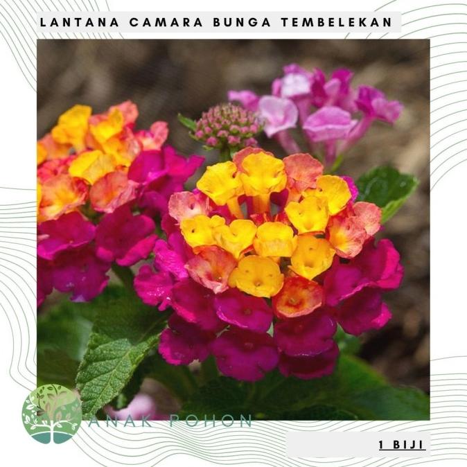 Benih Bibit Biji - Lantana Camara Bunga Tembelekan Seeds - IMPORT (5 biji) ANPN62 Kualitas Baik