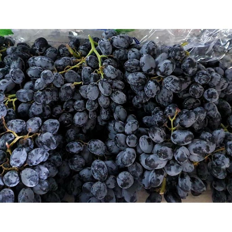 

Anggur Hitam Non Biji