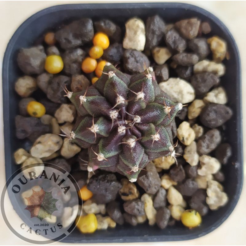 Kaktus Gymnocalycium Miha Black pearl variegata