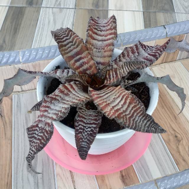 Bromelia Tokek