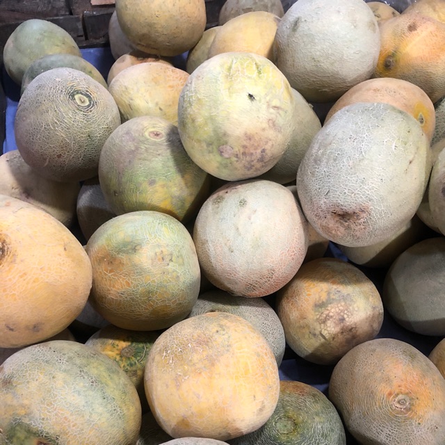 

Melon Hijau / buah