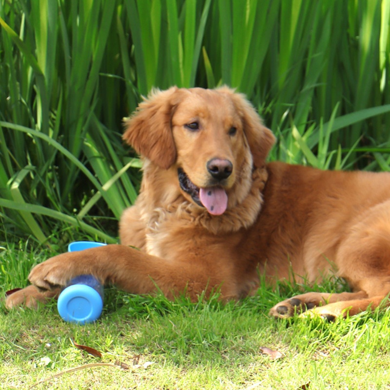 Botol Minum Dispenser Air Portabel Ukuran 5.7oz 11oz Untuk Anjing Peliharaan