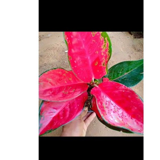 tanaman hias pot aglonema red suksom jaipong