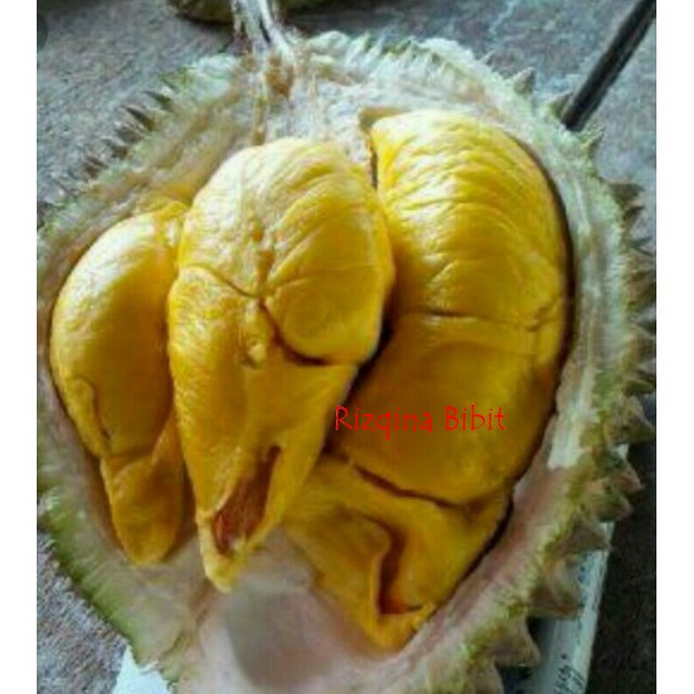 BIBIT POHON DURIAN BAWOR kaki tiga