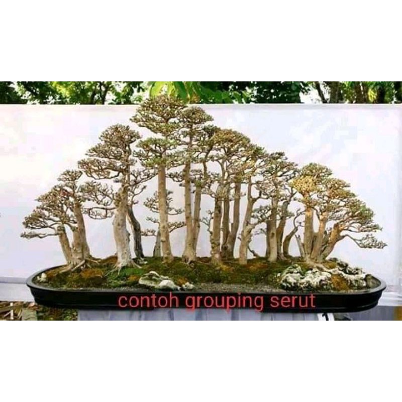 bahan bonsai gruping serut murah perbatang.