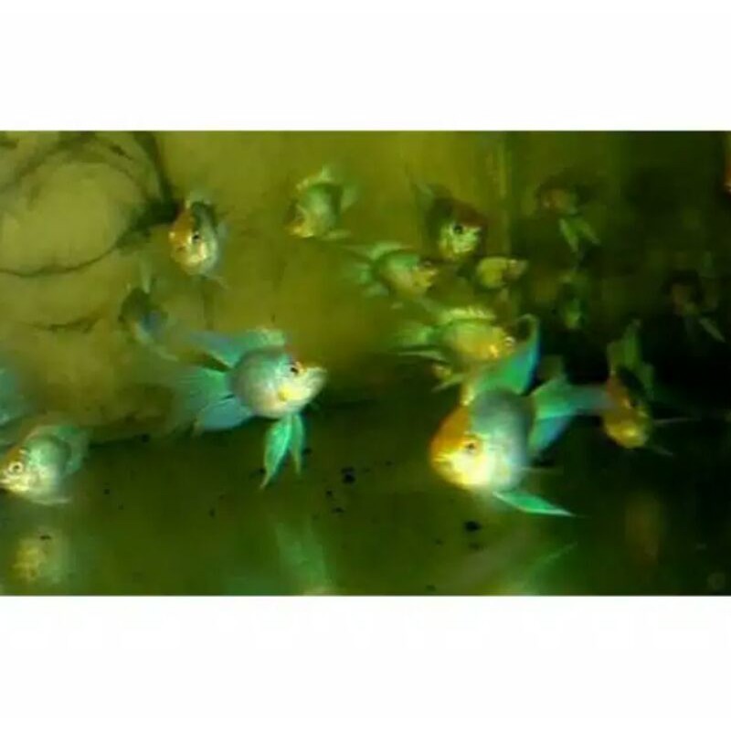 Ikan Remerezi Balon Blue Elektrik